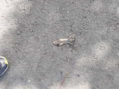 Eutropis multifasciata