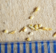 Fimbristylis bisumbellata