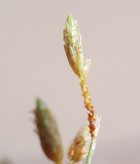 Fimbristylis bisumbellata