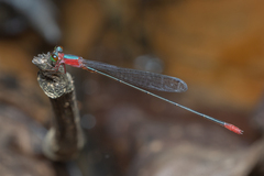 Teinobasis ruficollis