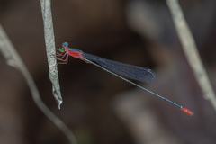 Teinobasis ruficollis