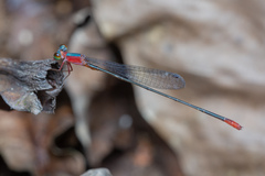 Teinobasis ruficollis
