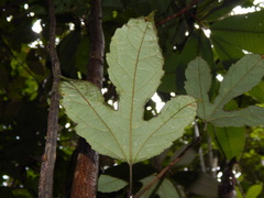 Passiflora vitifolia