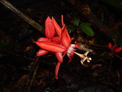 Passiflora vitifolia