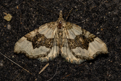 Helastia cryptica
