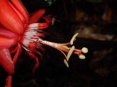 Passiflora vitifolia