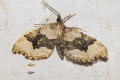 Helastia cryptica