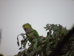 Amazona vinacea