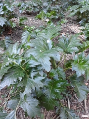 Acanthus mollis