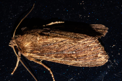 Ichneutica infensa
