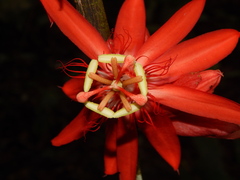 Passiflora vitifolia