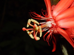Passiflora vitifolia
