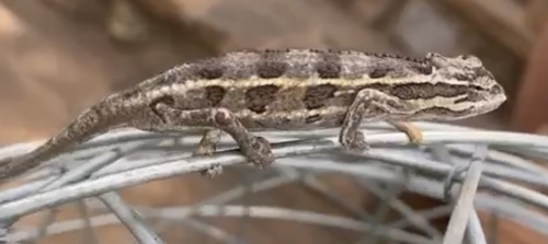 Side-striped chmeleon, Trioceros bitaeniatus