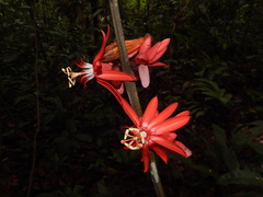 Passiflora vitifolia