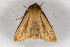 Ichneutica semivittata