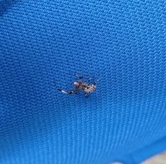 Zosis geniculata