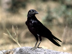 Corvus orru