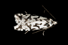 Izatha acmonias