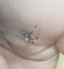 Zosis geniculata