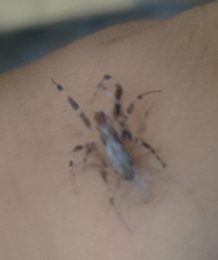 Zosis geniculata