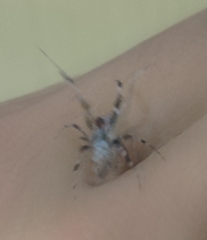 Zosis geniculata