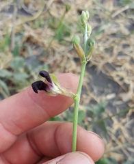 Macroptilium atropurpureum