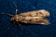 Lysiphragma epixyla