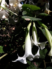Datura innoxia