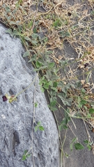 Macroptilium atropurpureum