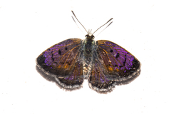 Lycaena