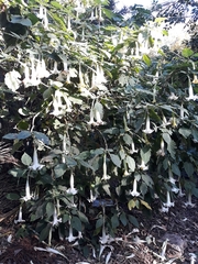 Datura innoxia