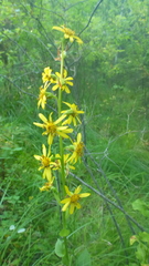 Ligularia sibirica