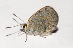 Lycaena