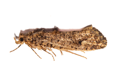 Lysiphragma epixyla
