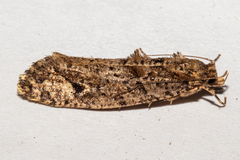 Lysiphragma epixyla