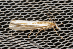 Orocrambus ramosellus