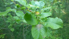 Salix pyrolifolia