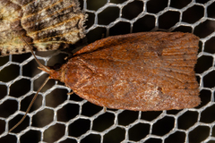 Planotortrix flammea