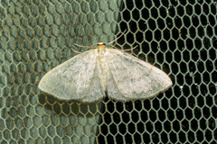 Epiphryne undosata