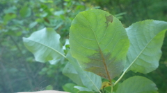 Salix pyrolifolia