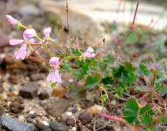 Pelargonium patulum patulum