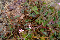 Pelargonium patulum patulum