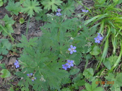 Geranium pseudosibiricum