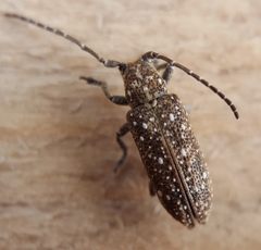 Apomecyna atomaria