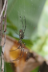 Nephila pilipes