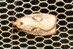 Proteodes carnifex