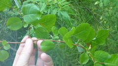 Salix pyrolifolia