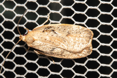 Proteodes carnifex