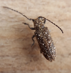 Apomecyna atomaria