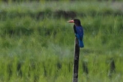 Halcyon cyanoventris